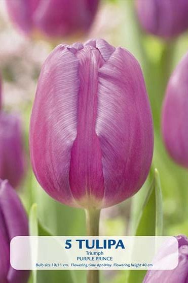 Tulip Purple Prince 5-pakning